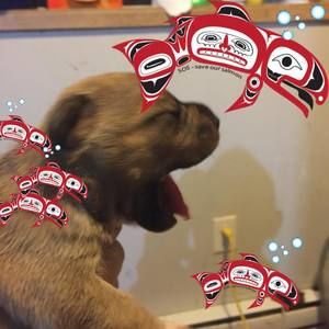 Meet your Posher, James